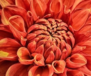floriterapia, fiori di Bach, rimedi naturali,