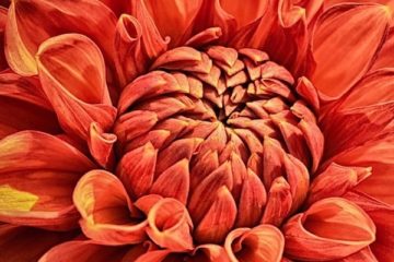 floriterapia, fiori di Bach, rimedi naturali,